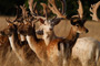 Fallows